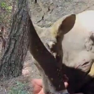 canakkalede yurekleri paramparca eden goruntu 1Lxxsugf