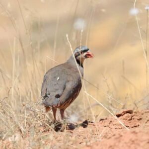 konyadaki tesiste 7 yilda 100 bin civarinda keklik uretildi yynPJQAb