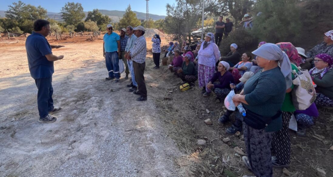 komurcu sirket zeytin dikim alanina tur duzenlemeye basladi 151 zeytin soktuk 151 tane daha sokecegiz WnRinmiz