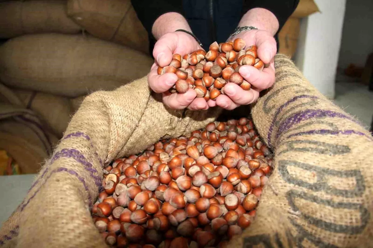 giresunda findik fiyatlari haftayi 315 liradan kapadi krMuYevZ