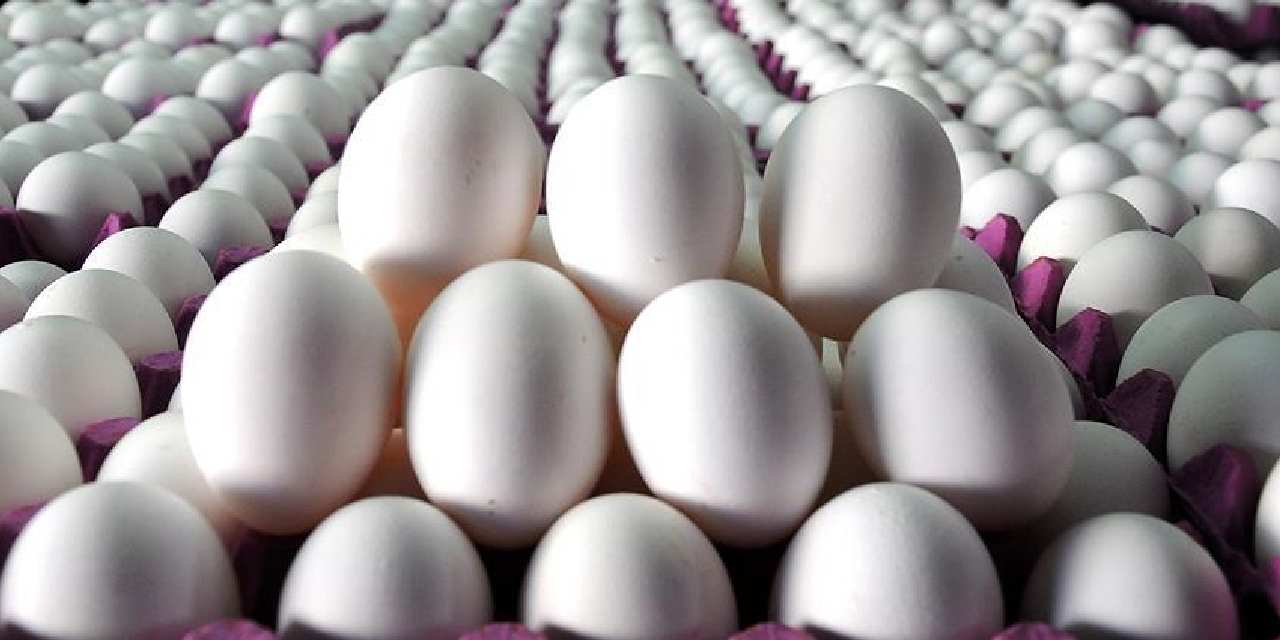 tuik acikladi yumurta azaldi YXVtumSP.jpg