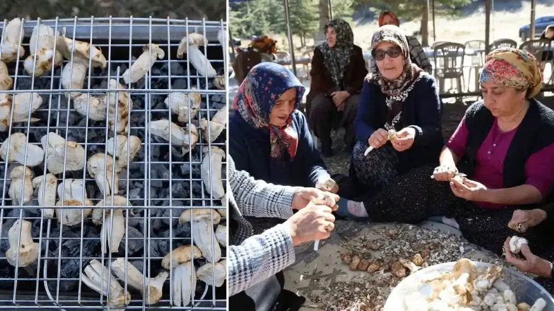 japonlarin gozdesi yetisti herkes toplamak icin yarisiyor bin liraya kadar alici buluyor fQLiwA5n.webp