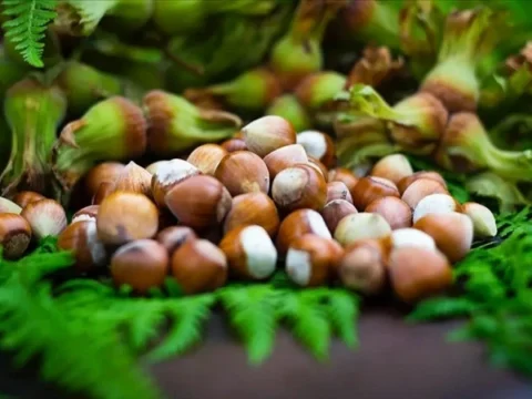 Giresun Fındığının Kısırlık Tedavisindeki Önemi Araştırıldı